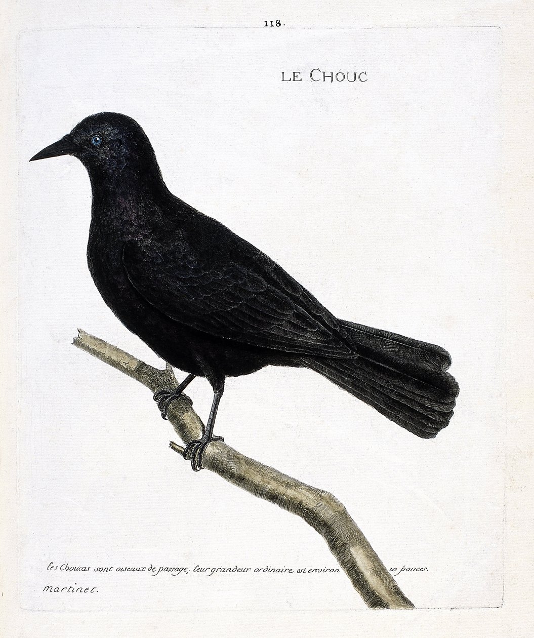 Zoologická mapa (ornitologie): zelí (zelí z věží nebo corvus monedula) na větvi. Ilustrace v „Dějiny ptáků, malované v jejich vzhledu a citlivých aspektech“ od Francoise Nicolase Martineta (1731-1800). Soukromá sbírka. od Francois Nicolas Martinet