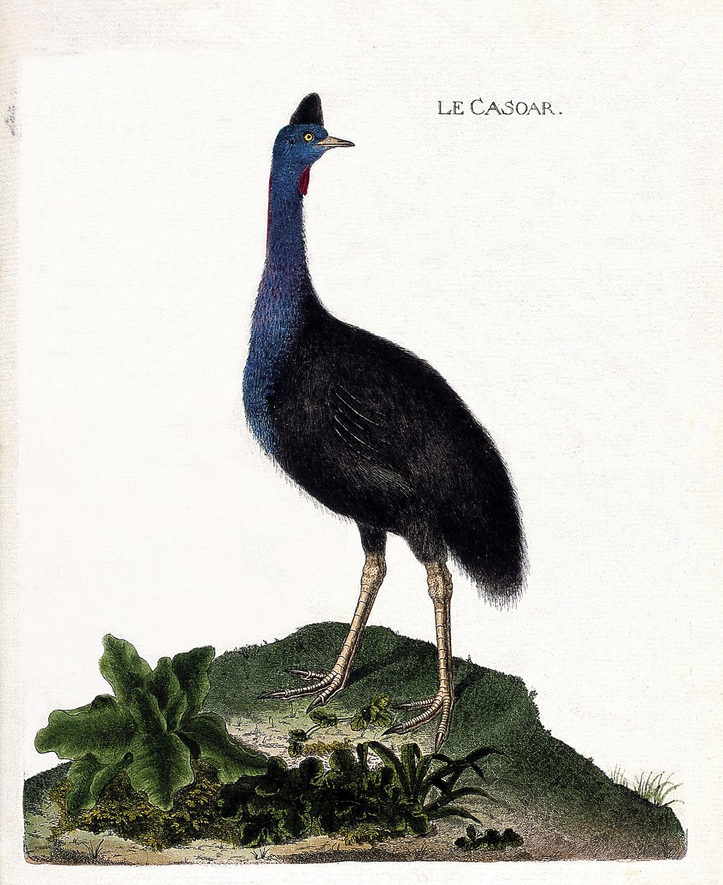 Zoologická mapa (ornitologie): casoar (casoar přilba nebo cassuarius cassuarius). Ilustrace v „Dějiny ptáků, malované v jejich vzhledu a citlivých aspektech“ od Francoise Nicolase Martineta (1731-1800). Soukromá sbírka. od Francois Nicolas Martinet