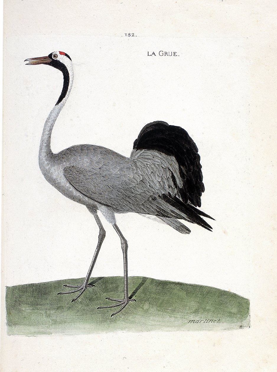 Zoologická mapa (ornitologie): jeřáb (jeřáb popelavý nebo grus grus) - Ilustrace v „Dějinách ptáků, malovaných v jejich zjevných a citlivých aspektech“ od Francoise Nicolase Martineta (1731-1800) - Soukromá sbírka od Francois Nicolas Martinet