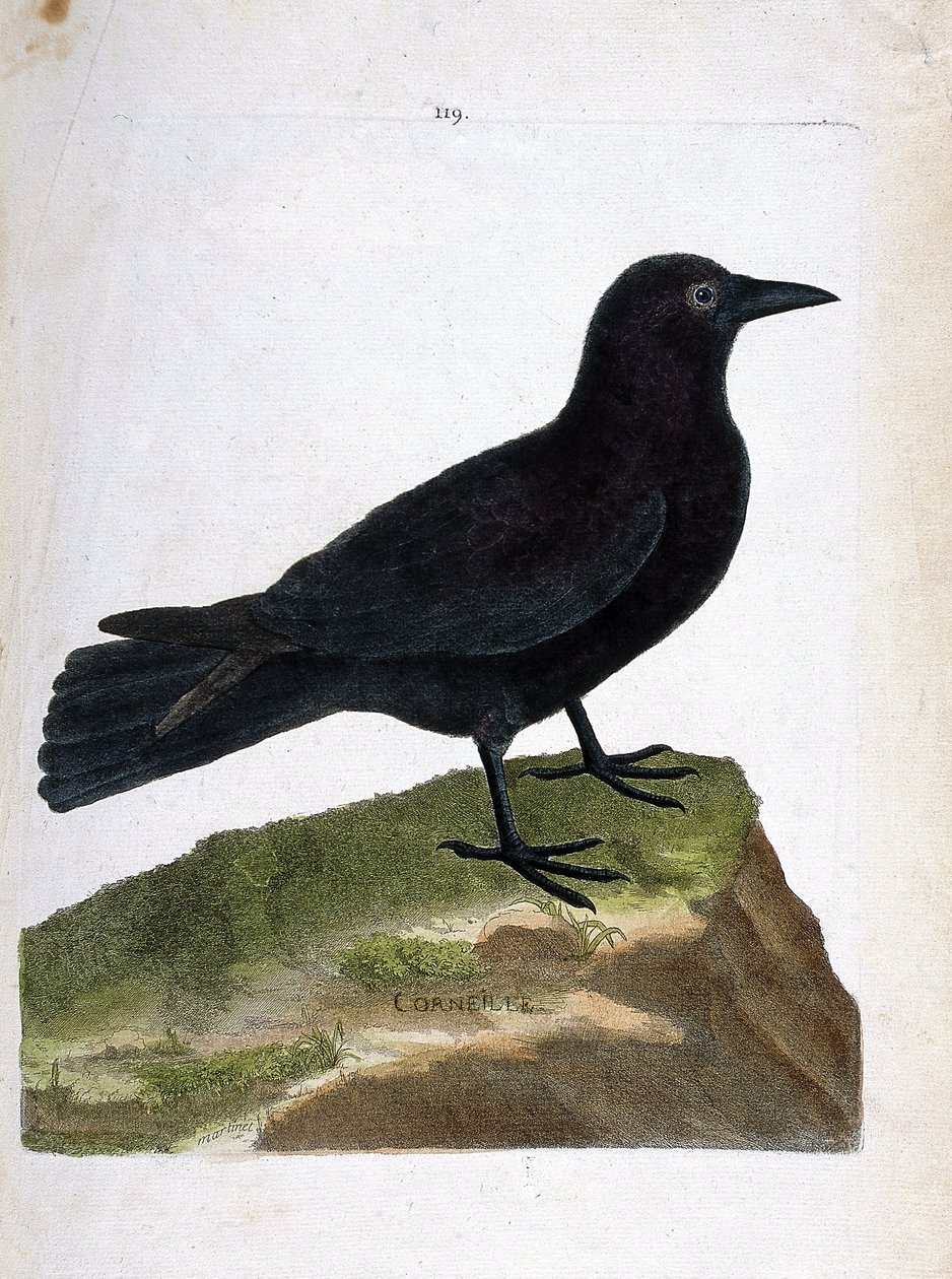 Zoologická mapa (ornitologie): vrána (černá vrána nebo corvus corone). Ilustrace v „Dějiny ptáků, malované v jejich vzhledu a citlivých aspektech“ od Francoise Nicolase Martineta (1731-1800). Soukromá sbírka. od Francois Nicolas Martinet