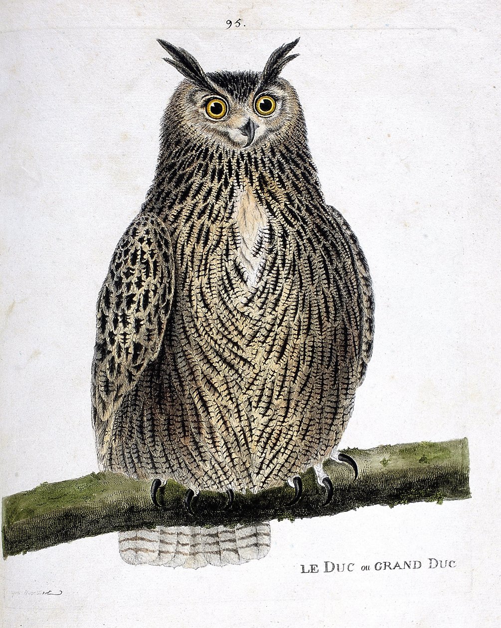 Zoologická mapa (ornitologie): vévoda nebo velkovévoda (velkovévoda nebo bubo bubo) na větvi. Ilustrace v „Dějiny ptáků, malované v jejich vzhledu a citlivých aspektech“ od Francoise Nicolase Martineta (1731-1800). Soukromá sbírka. od Francois Nicolas Martinet
