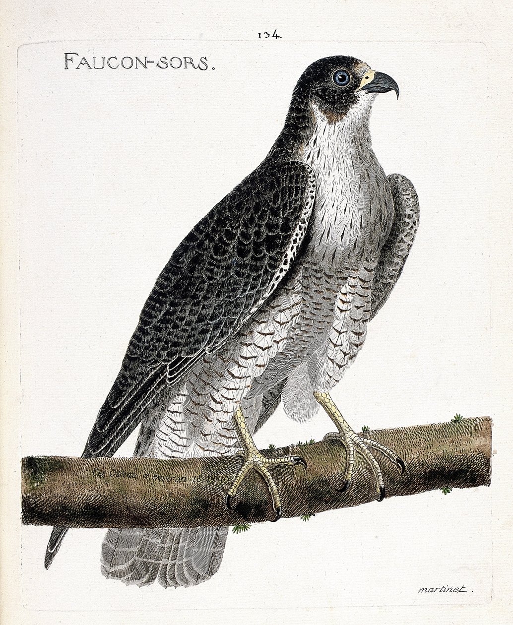 Zoologická mapa (ornitologie): sokol vychází nebo sokol (sokol pelerine nebo falco peregrinus) na větvi. Ilustrace v „Dějiny ptáků, malované v jejich vzhledu a citlivých aspektech“ od Francoise Nicolase Martineta (1731-1800). Pří od Francois Nicolas Martinet