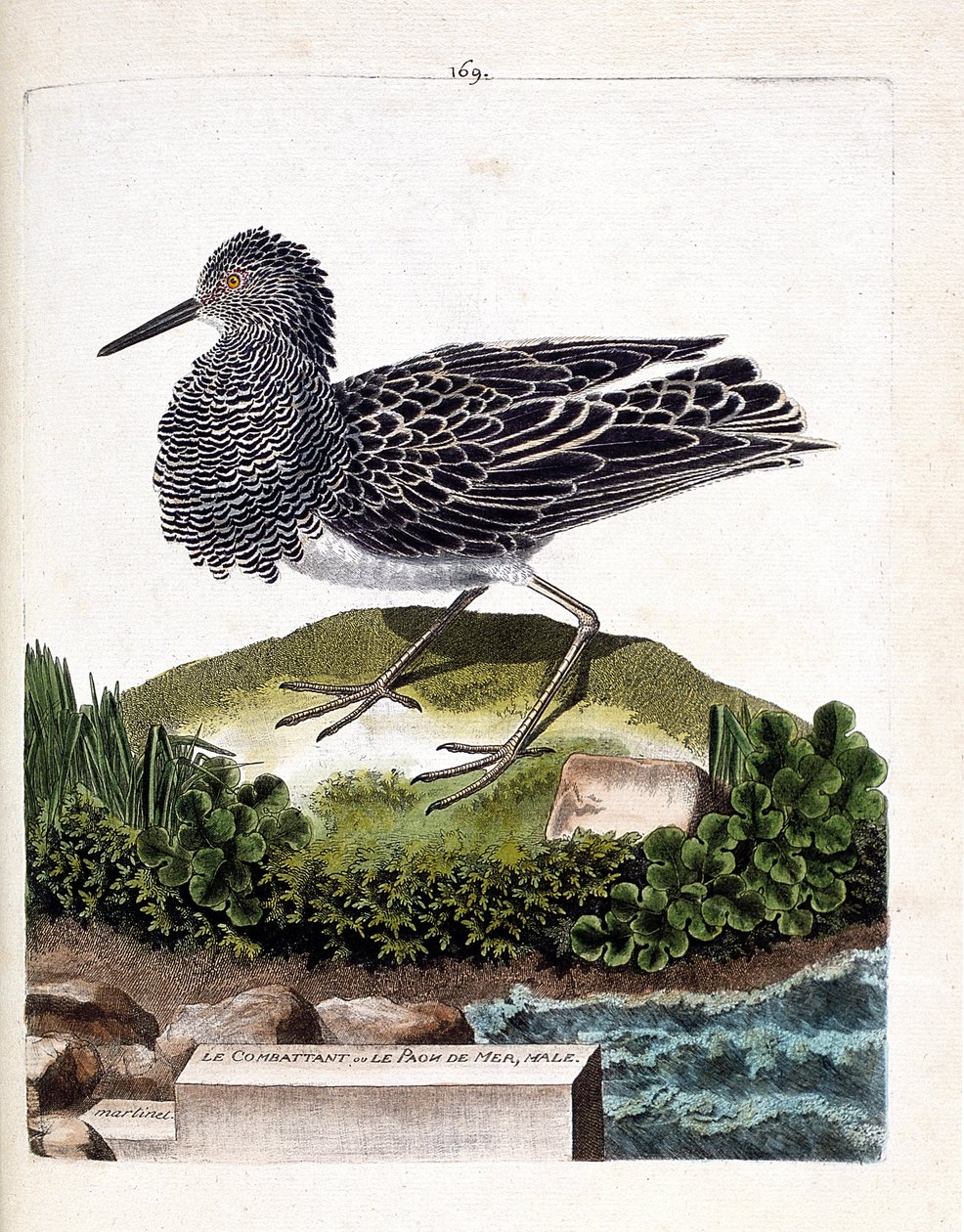 Zoologická mapa (ornitologie): bojovník nebo samec mořského páva (bojovník se liší nebo philomachus pugnax). Ilustrace v „Dějiny ptáků, malované v jejich vzhledu a citlivých aspektech“ od Francoise Nicolase Martineta (1731-1800). Soukromá vysoká škola od Francois Nicolas Martinet