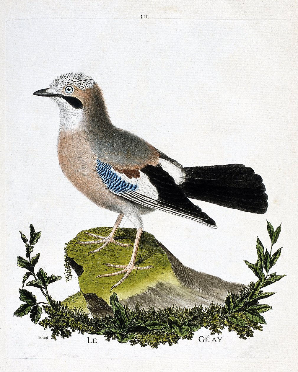 Zoologická mapa (ornitologie): geay (kanál sojka nebo garrulus glandarius). Ilustrace v „Dějiny ptáků, malované v jejich vzhledu a citlivých aspektech“ od Francoise Nicolase Martineta (1731-1800). Soukromá sbírka. od Francois Nicolas Martinet