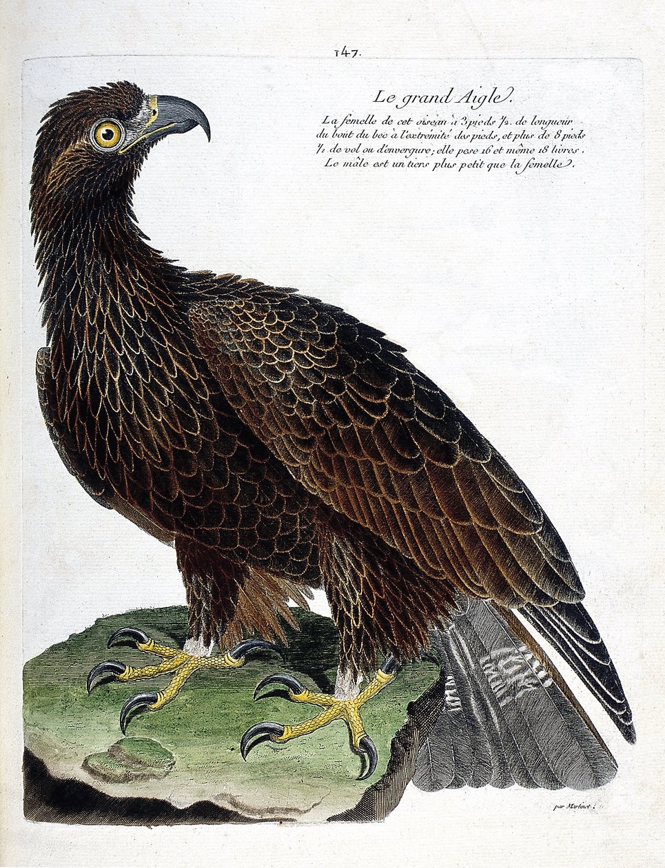 Zoologická mapa (ornitologie): orel velký (orel královský nebo aquila chrysaetos). Ilustrace v „Dějiny ptáků, malované v jejich vzhledu a citlivých aspektech“ od Francoise Nicolase Martineta (1731-1800). Soukromá sbírka. od Francois Nicolas Martinet