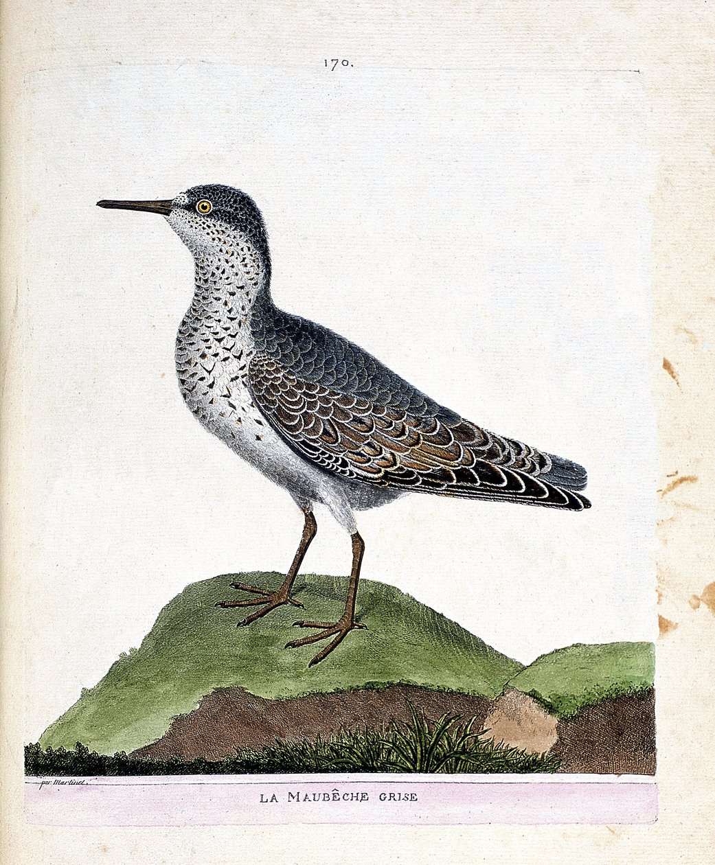 Zoologická mapa (ornitologie): šedý maubeche (fialový zobák nebo calidris maritima). Ilustrace v „Dějiny ptáků, malované v jejich vzhledu a citlivých aspektech“ od Francoise Nicolase Martineta (1731-1800). Soukromá sbírka. od Francois Nicolas Martinet