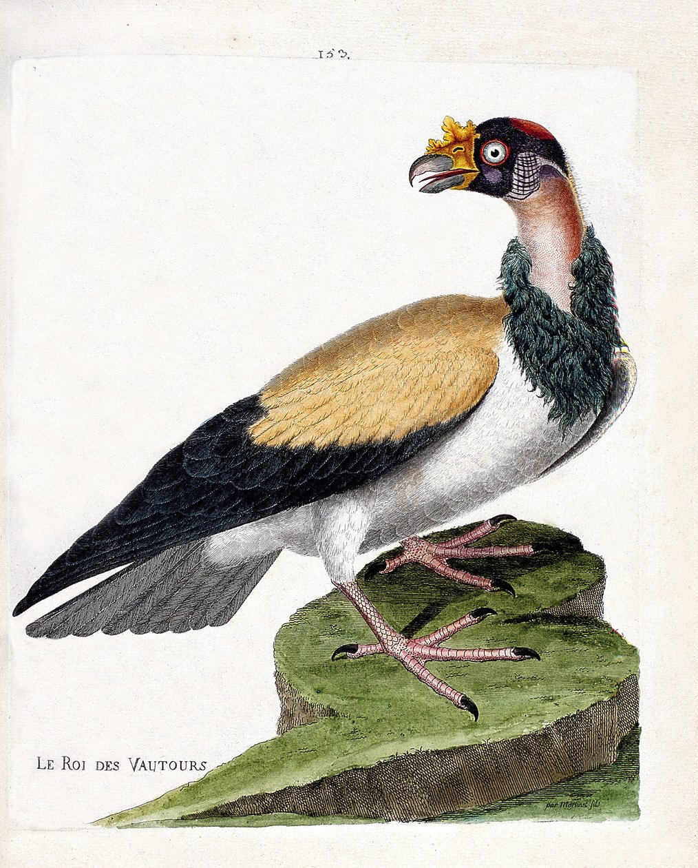 Zoologická mapa (ornitologie): král supů (sarcoramph král nebo sarcoramphus papa). Ilustrace v „Dějiny ptáků, malované v jejich vzhledu a citlivých aspektech“ od Francoise Nicolase Martineta (1731-1800). Soukromá sbírka. od Francois Nicolas Martinet