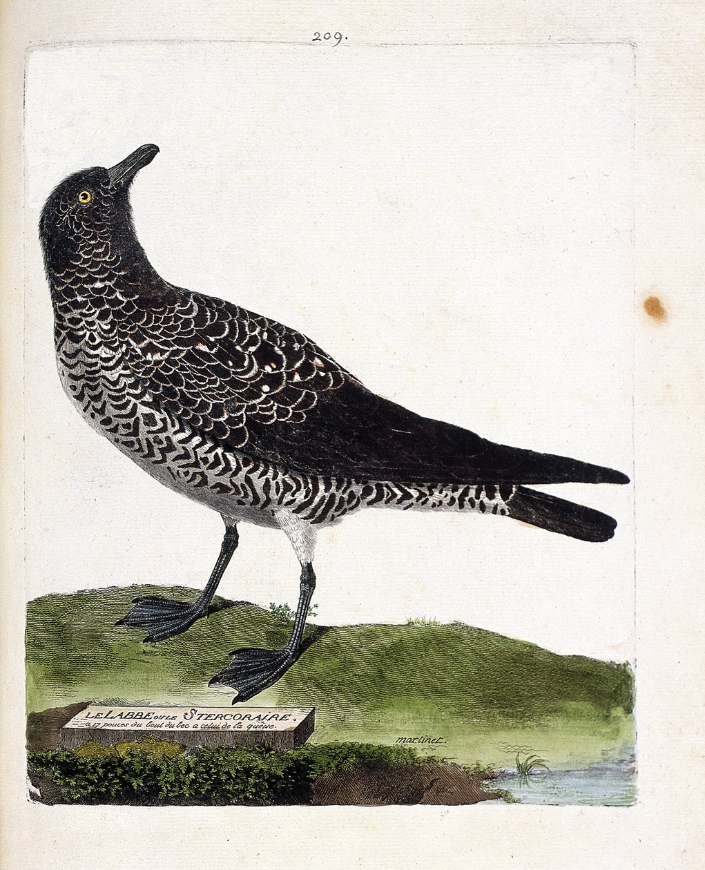 Zoologická mapa (ornitologie): labbe nebo stercorar (pomarin labbe nebo stercorarius pomarinus). Ilustrace v „Dějiny ptáků, malované v jejich vzhledu a citlivých aspektech“ od Francoise Nicolase Martineta (1731-1800). Soukromá sbírka. od Francois Nicolas Martinet