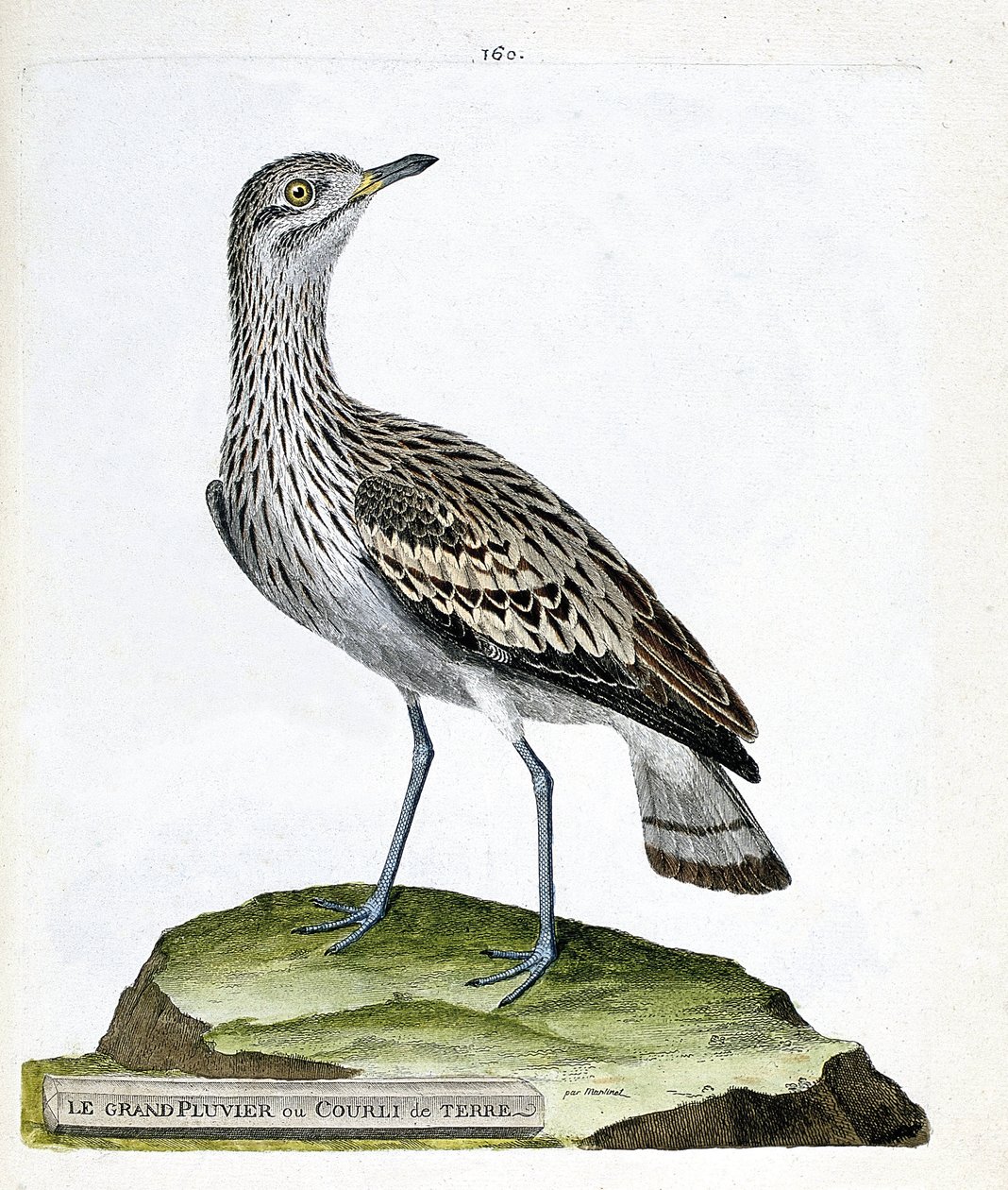 Zoologická mapa (ornitologie): kulík velký nebo vrána (Burhinus oedicnemus). Ilustrace v „Dějiny ptáků, malované v jejich vzhledových a citlivých aspektech“ od Francoise Nicolase Martineta (1731-1800). Soukromá sbírka. od Francois Nicolas Martinet