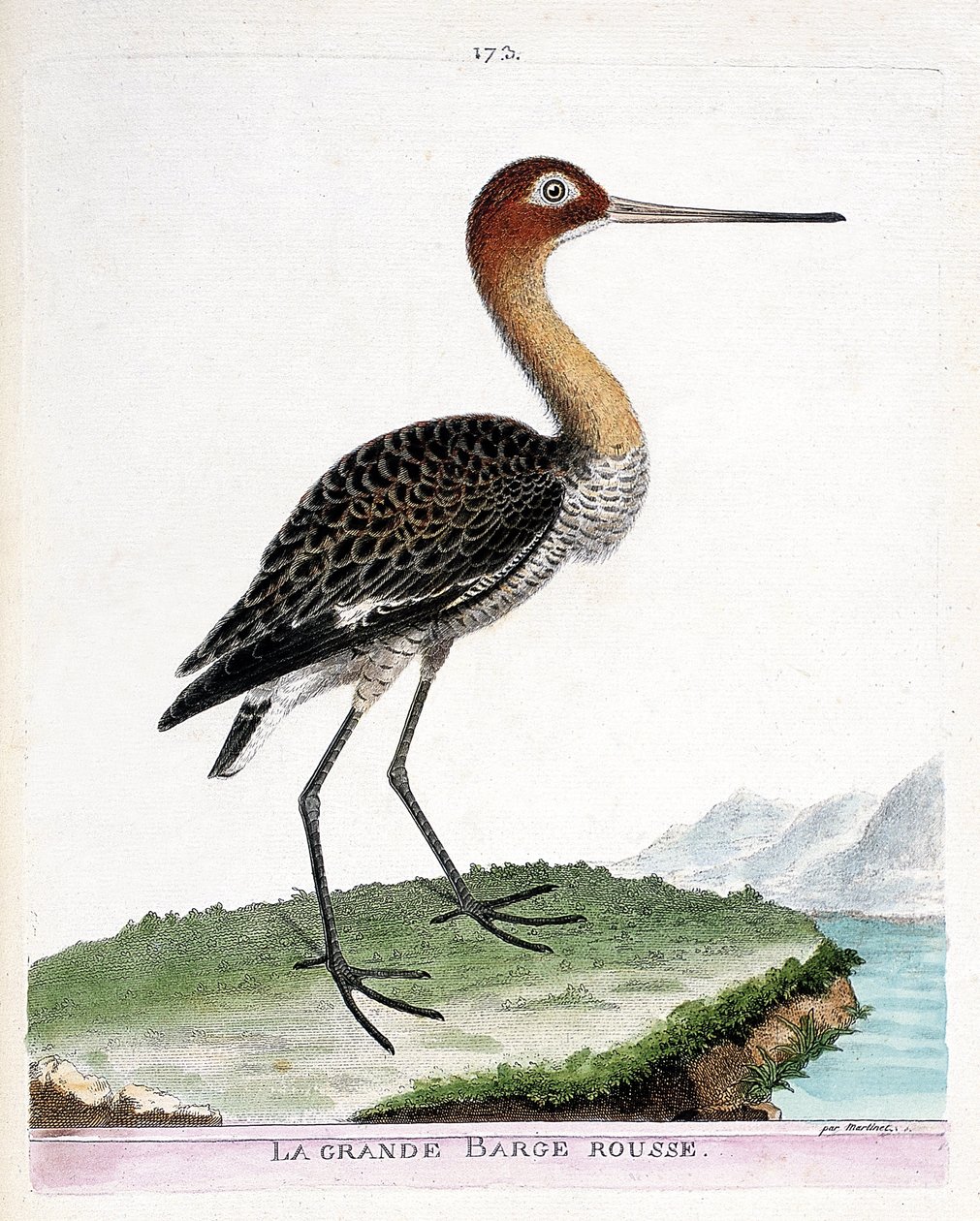 Zoologická mapa (ornitologie): velká červená bárka (černoocasá bárka nebo limosa limosa). Ilustrace v „Dějiny ptáků, malované v jejich vzhledu a citlivých aspektech“ od Francoise Nicolase Martineta (1731-1800). Soukromá sbírka. od Francois Nicolas Martinet