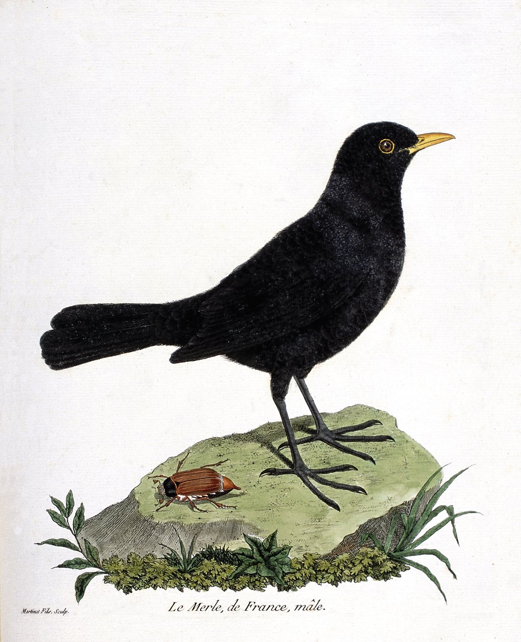 Zoologická mapa (ornitologie): samec kosa (kos černý nebo turdus merula). Ilustrace v „Dějiny ptáků, malované v jejich vzhledu a citlivých aspektech“ od Francoise Nicolase Martineta (1731-1800). Soukromá sbírka. od Francois Nicolas Martinet