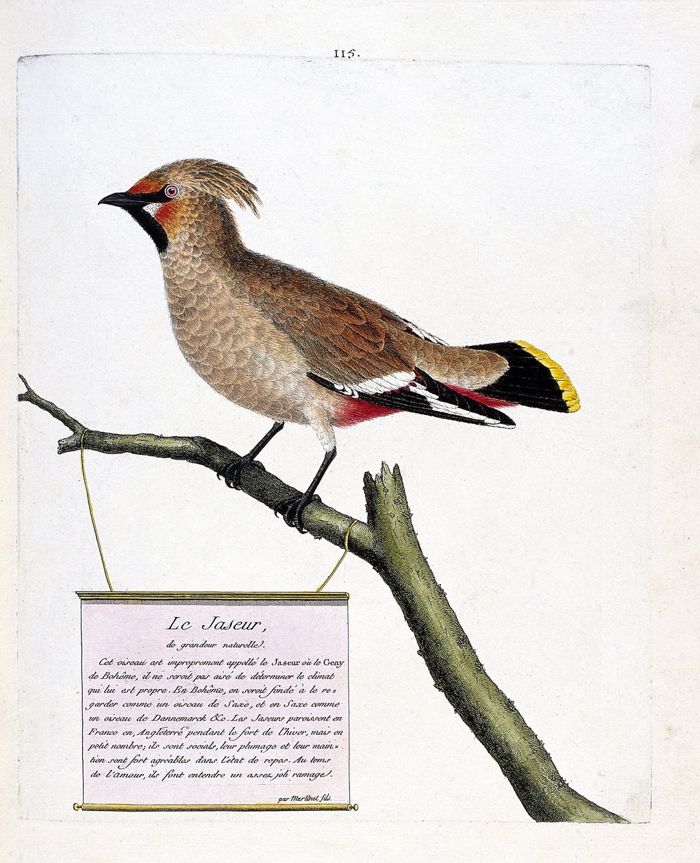 Zoologická mapa (ornitologie): jaspis přirozené velikosti nebo jaspis boreální (bombycilla garrulus) na větvi. Ilustrace v „Dějiny ptáků, malované v jejich vzhledu a citlivých aspektech“ od Francoise Nicolase Martineta (1731-1800). Soukromá kol od Francois Nicolas Martinet