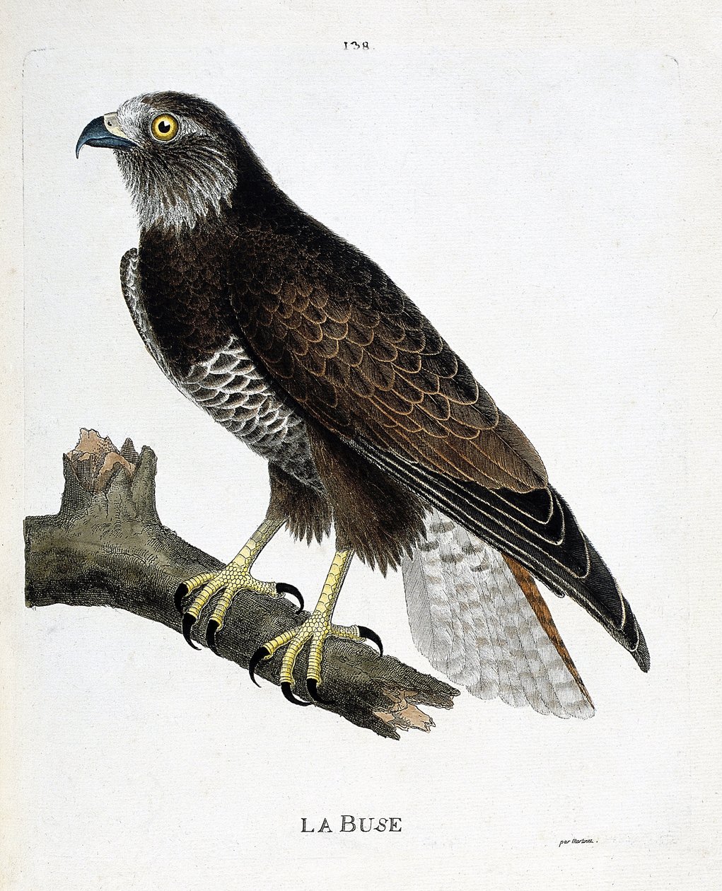 Zoologická mapa (ornitologie): tryska (variabilní tryska nebo buteo buteo) na větvi. Ilustrace v „Dějiny ptáků, malované v jejich vzhledu a citlivých aspektech“ od Francoise Nicolase Martineta (1731-1800). Soukromá sbírka. od Francois Nicolas Martinet