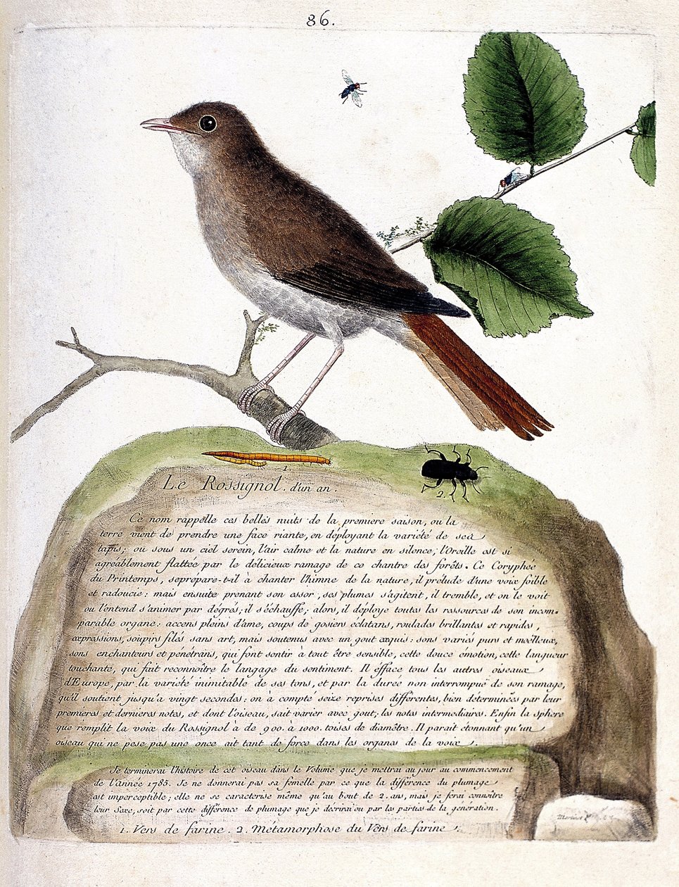 Zoologická mapa (ornitologie): slavík jednoletý (slavík nebo luscinia megarhynchos) na větvi. Ilustrace v „Dějiny ptáků, malované v jejich vzhledu a citlivých aspektech“ od Francoise Nicolase Martineta (1731-1800). soukromé od Francois Nicolas Martinet