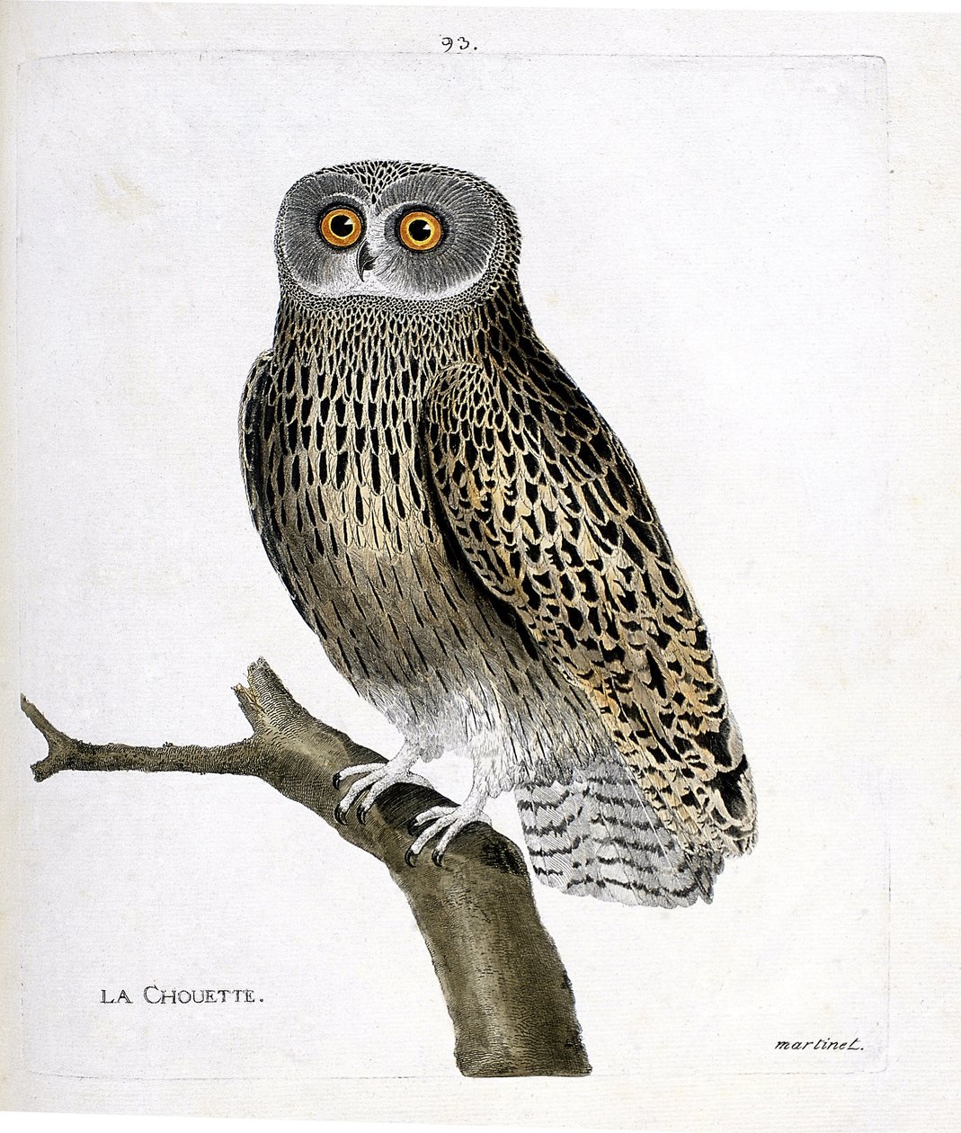 Zoologická mapa (ornitologie): sova (hulotte owl nebo strix aluco) na větvi. Ilustrace v „Dějiny ptáků, malované v jejich vzhledu a citlivých aspektech“ od Francoise Nicolase Martineta (1731-1800). Soukromá sbírka. od Francois Nicolas Martinet