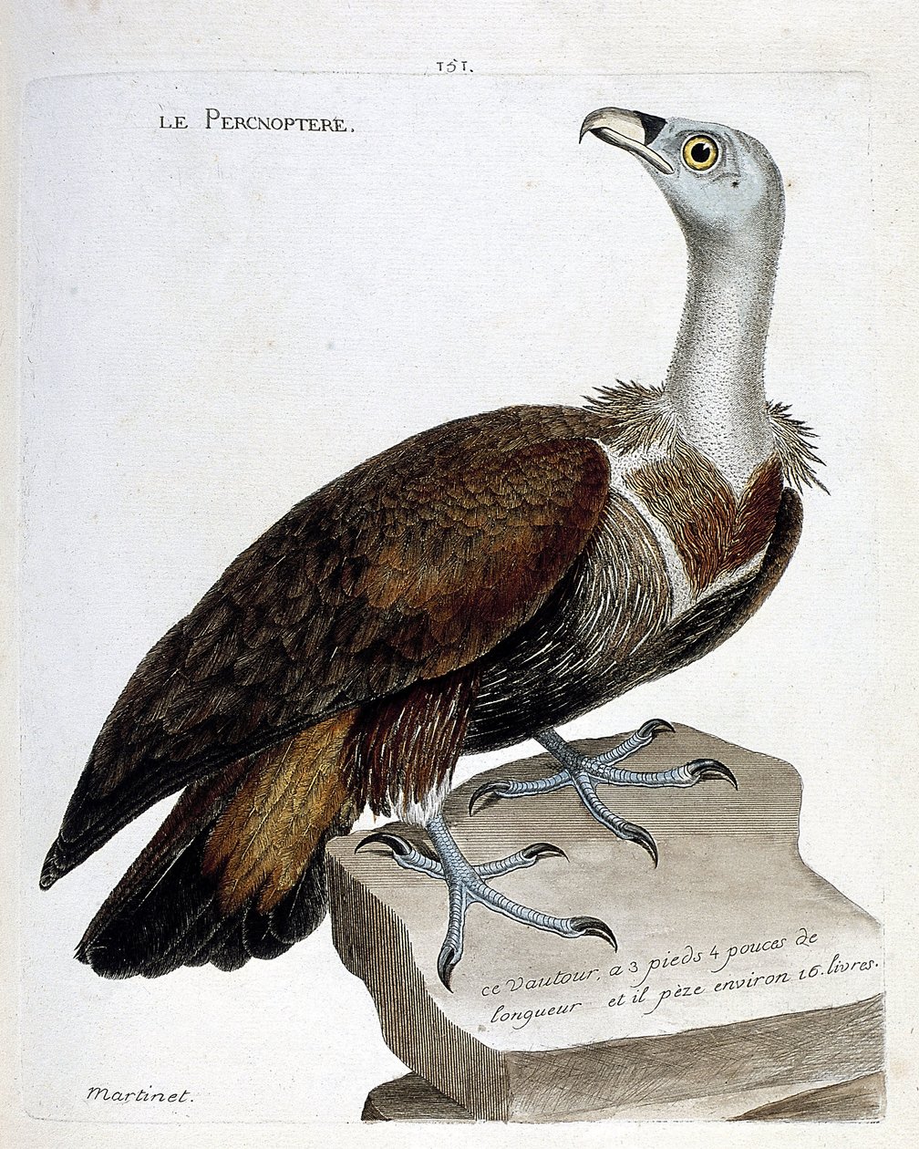 Zoologická mapa (ornitologie): percnoptere (sup plavý nebo fulvus gyps). Ilustrace v „Dějiny ptáků, malované v jejich vzhledu a citlivých aspektech“ od Francoise Nicolase Martineta (1731-1800). Soukromá sbírka. od Francois Nicolas Martinet