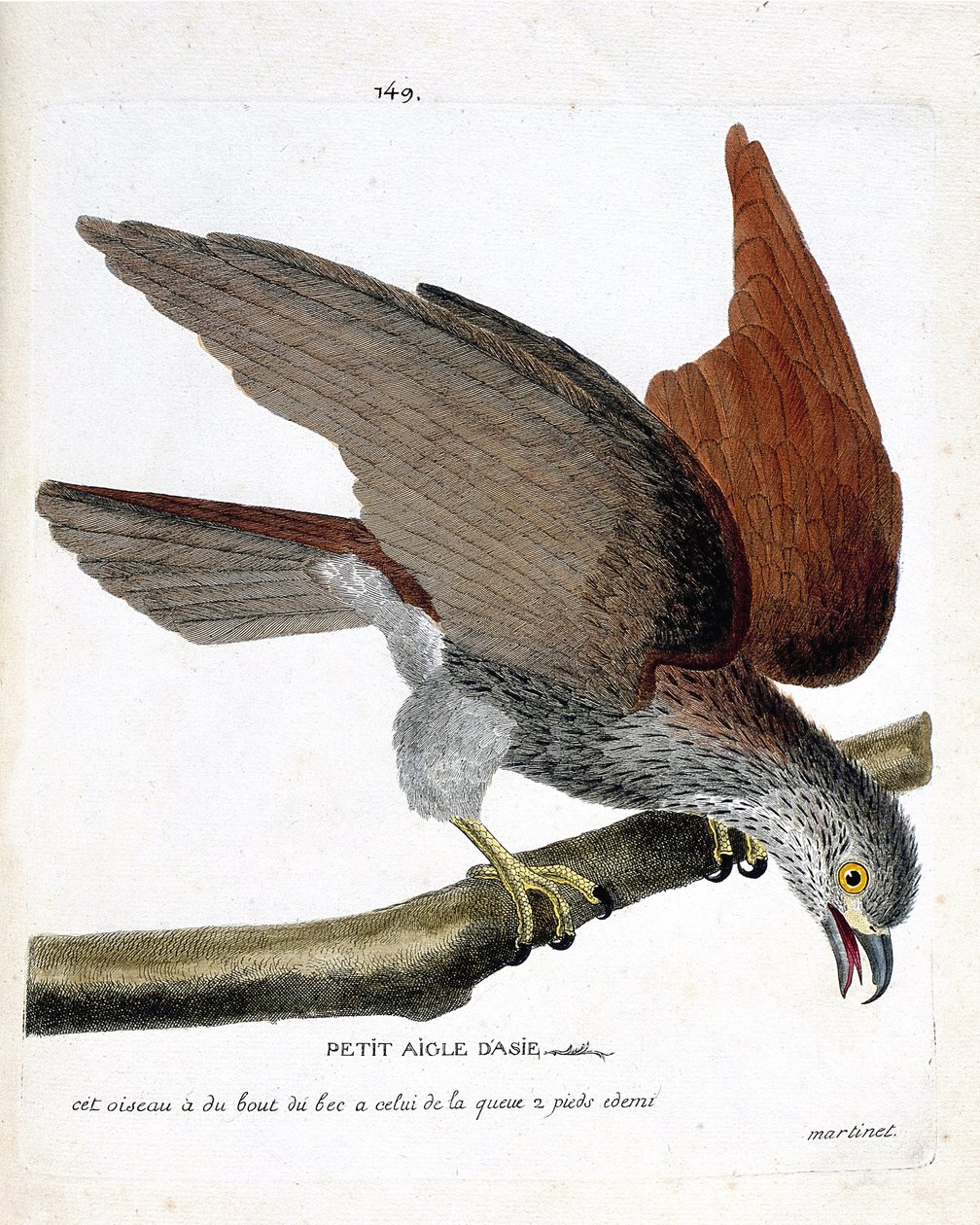 Zoologická mapa (ornitologie): malý asijský orel (sacre nebo haliastur indus) na větvi. Ilustrace v „Dějiny ptáků, malované v jejich vzhledu a citlivých aspektech“ od Francoise Nicolase Martineta (1731-1800). Soukromá sbírka. od Francois Nicolas Martinet