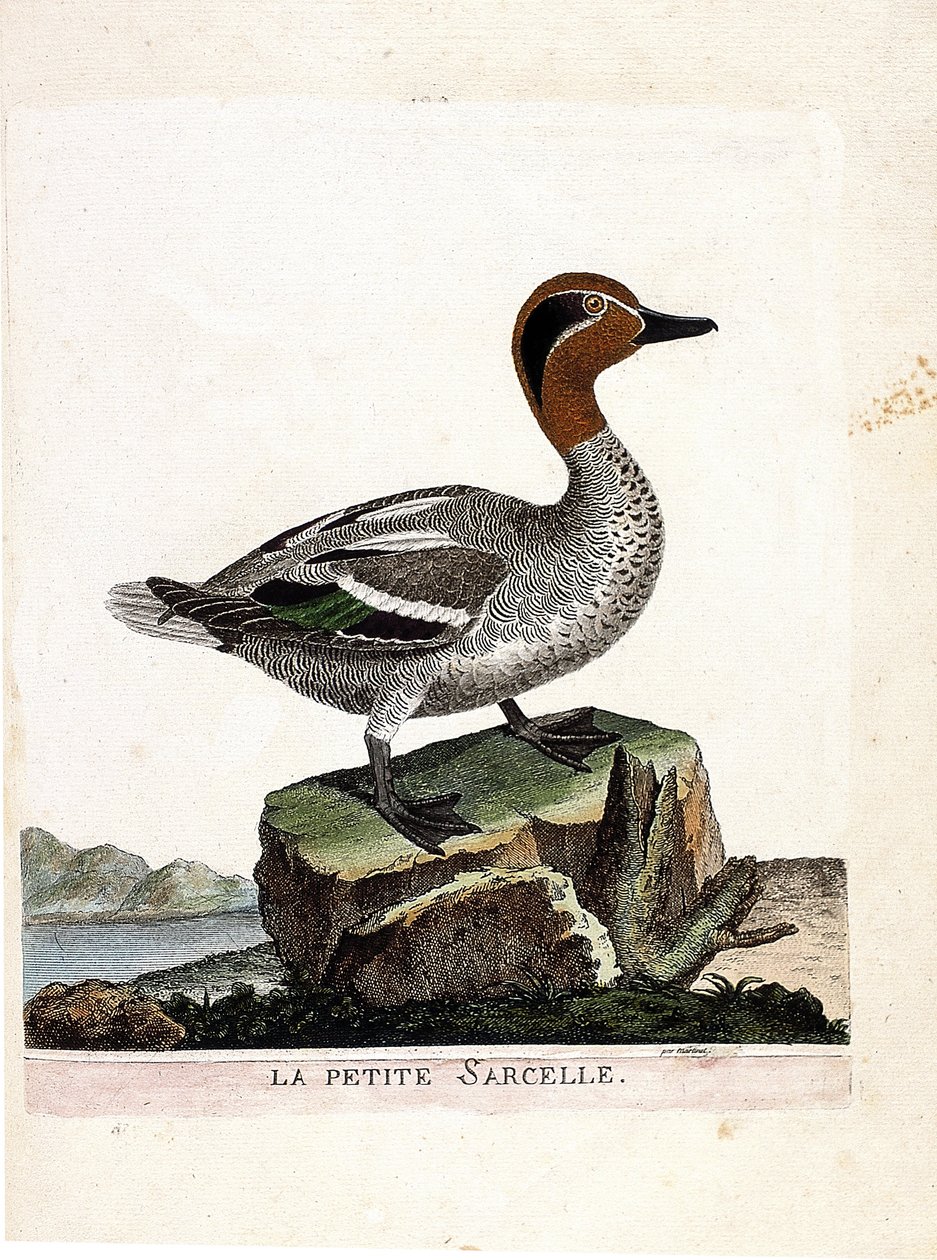 Zoologická mapa (ornitologie): čírka malá (čírka zimní nebo anas crecca). Ilustrace v „Dějiny ptáků, malované v jejich vzhledu a citlivých aspektech“ od Francoise Nicolase Martineta (1731-1800). Soukromá sbírka. od Francois Nicolas Martinet