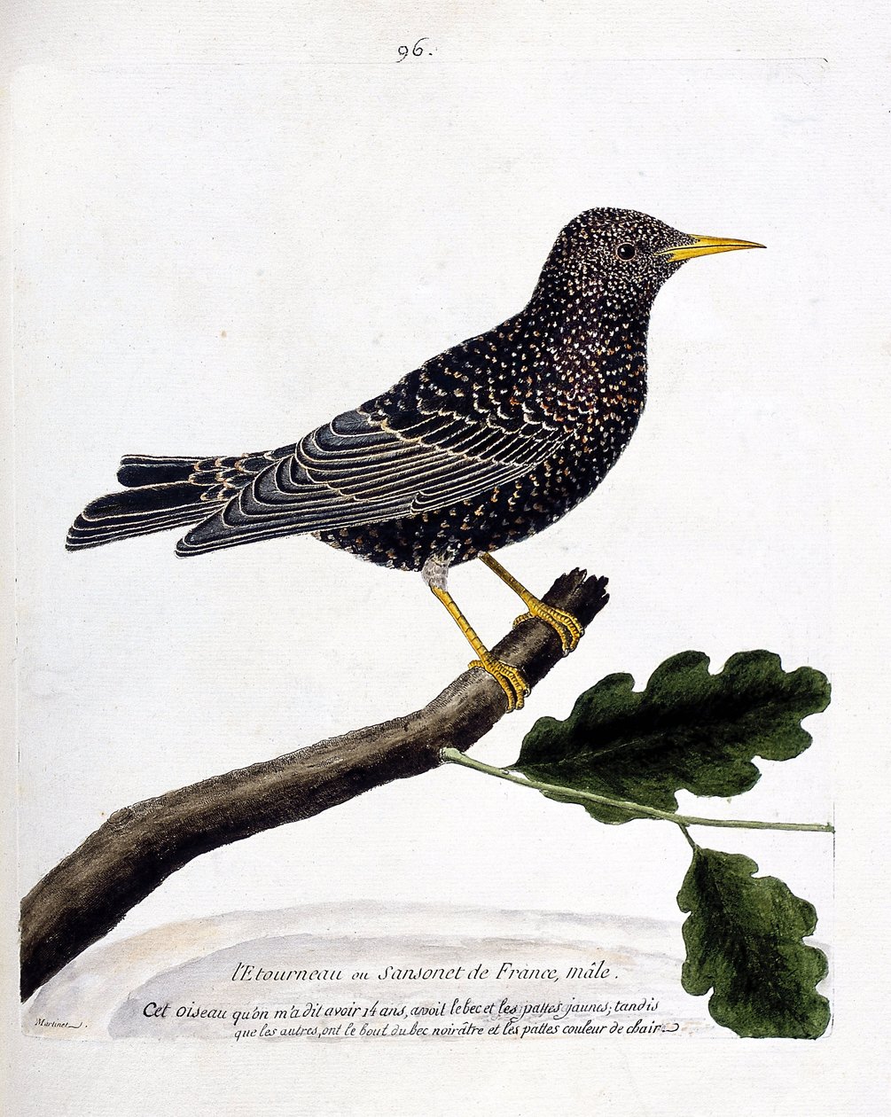 Zoologická mapa (ornitologie): špaček nebo sansonet (špaček nebo sturnus vulgaris) na větvi. Ilustrace v „Dějiny ptáků, malované v jejich vzhledu a citlivých aspektech“ od Francoise Nicolase Martineta (1731-1800). Soukromá sbírka. od Francois Nicolas Martinet