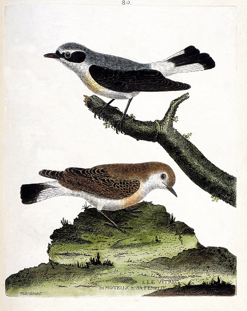 Zoologická mapa (ornitologie): vitrec (nebo motous) na větvi a jeho samice (mottous stonek nebo oenanth). Ilustrace v „Dějiny ptáků, malované v jejich vzhledu a citlivých aspektech“ od Francoise Nicolase Martineta (1731-1800). Soukromé c od Francois Nicolas Martinet