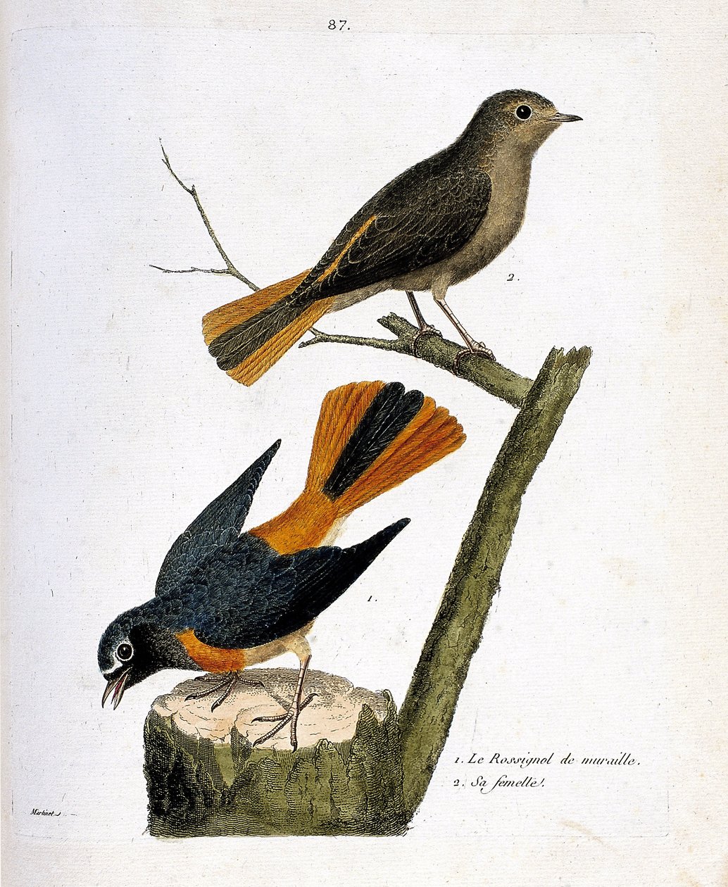 Zoologická mapa (ornitologie): slavík zední na kmeni stromu a jeho samice (redtail s bílým čelem nebo phoenicurus phoenicurus) na větvi. Ilustrace v „Dějiny ptáků, malované v jejich vzhledu a citlivých aspektech“ od Fra od Francois Nicolas Martinet