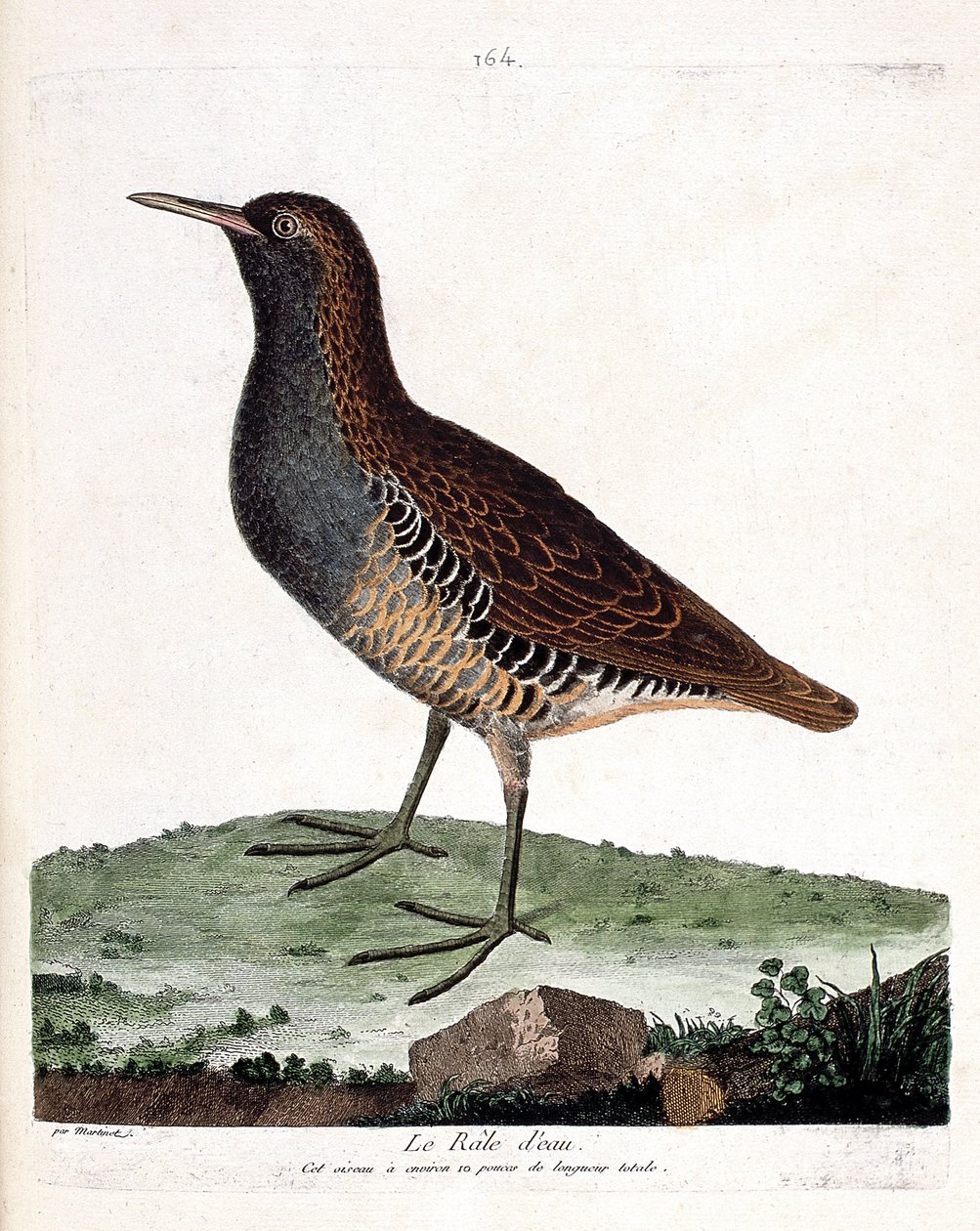 Zoologická mapa (ornitologie): rejnok vodní (rallus aquaticus). Ilustrace v „Dějiny ptáků, malované v jejich vzhledu a citlivých aspektech“ od Francoise Nicolase Martineta (1731-1800). Soukromá sbírka. od Francois Nicolas Martinet