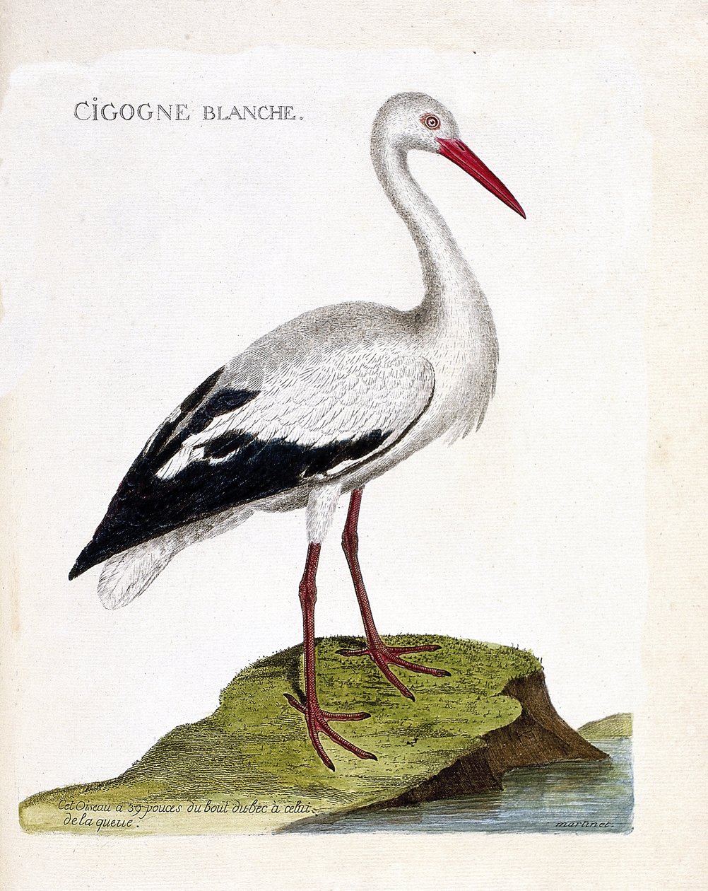 Zoologická mapa (ornitologie): čáp bílý (ciconia ciconia). Ilustrace v „Dějiny ptáků, malované v jejich vzhledu a citlivých aspektech“ od Francoise Nicolase Martineta (1731-1800). Soukromá sbírka. od Francois Nicolas Martinet