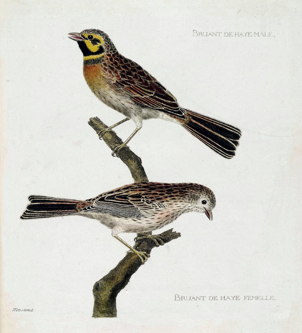 Zoologická mapa (ornitologie): shora dolů: Samec a samice vrabců haagských (zizi nebo emberiza cirlus) na větvi. Ilustrace v „Dějiny ptáků, malované v jejich vzhledu a citlivých aspektech“ od Francoise Nicolase Martineta (1731-1800). Priv od Francois Nicolas Martinet