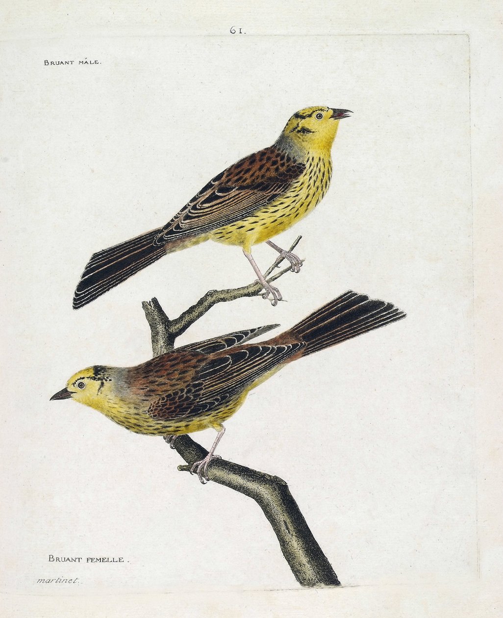 Zoologická mapa (ornitologie): shora dolů: Samci a samice vrabců (Vrabec žlutý nebo Emberiza citrinella). Ilustrace v „Dějiny ptáků, malované v jejich vzhledu a citlivých aspektech“ od Francoise Nicolase Martineta (1731-1800). soukromé od Francois Nicolas Martinet