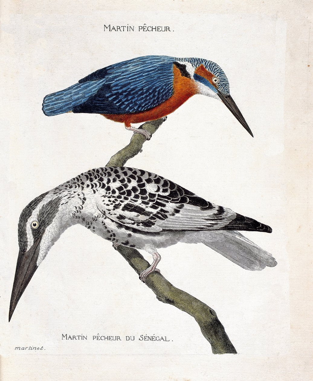 Zoologická mapa (ornitologie): shora dolů: Martin pecheur (martin pecheur d