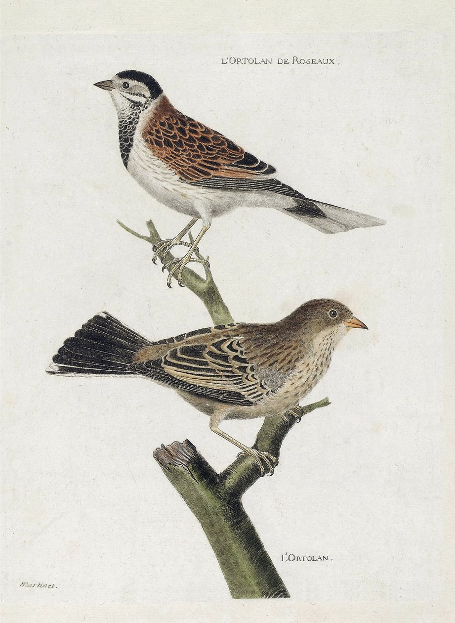 Zoologická mapa (ornitologie): shora dolů: Ortolan rákosový (Reed Sparrow nebo Emberiza schoeniclus) a Ortolan (Ortolan Sparrow nebo Emberiza hortulana) na větvi. Ilustrace v "Historie ptáků, malované v jejich vzhledu a citlivých aspektech" od Francois Nicolas Martinet