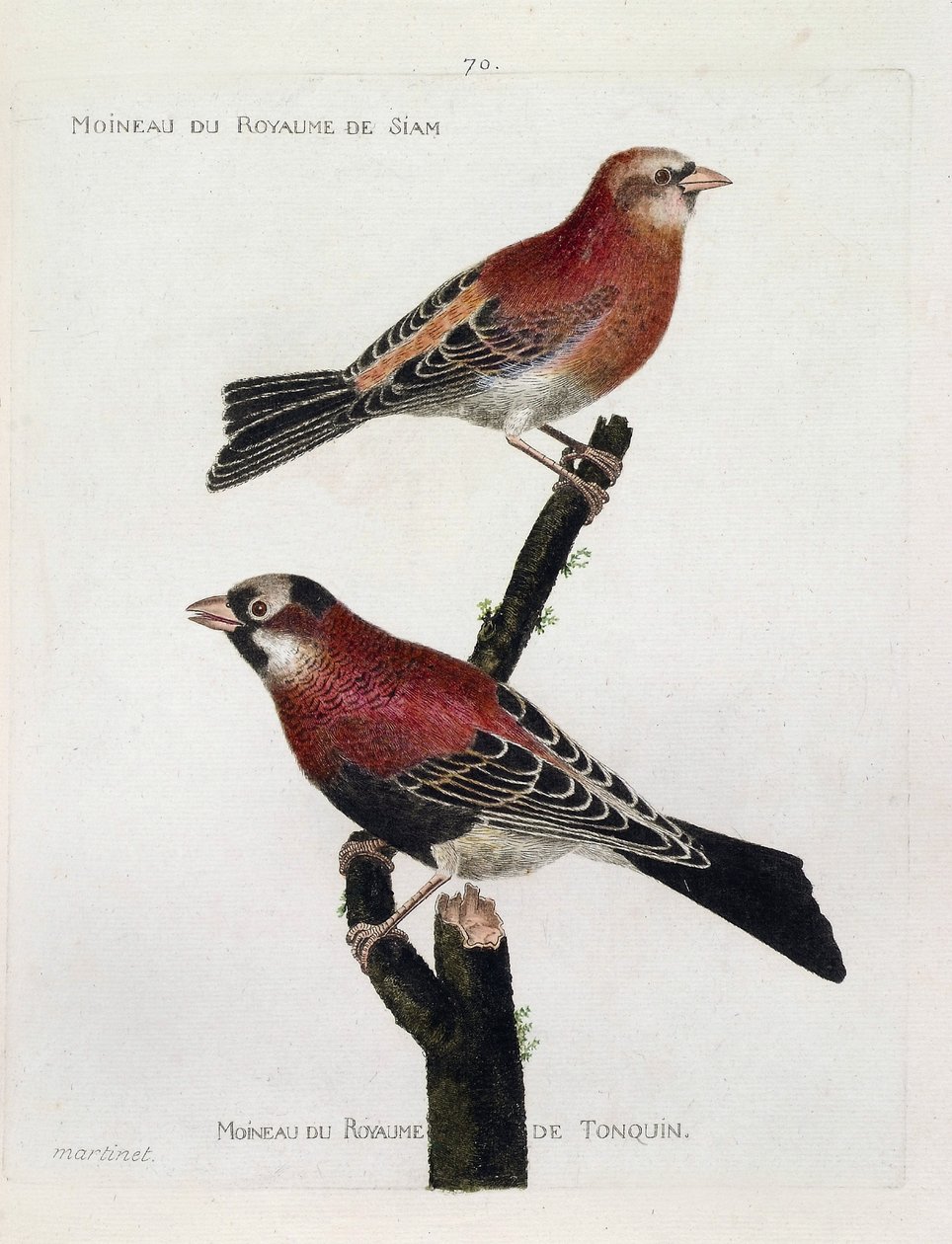 Zoologická mapa (ornitologie): shora dolů: Vrabec z království Siam (Crimson Roselin nebo carpodacus eruthrinus) a vrabec z království tonquin (tonkin) na větvi. Ilustrace v „Dějiny ptáků, malované v jejich vzhledu a S od Francois Nicolas Martinet
