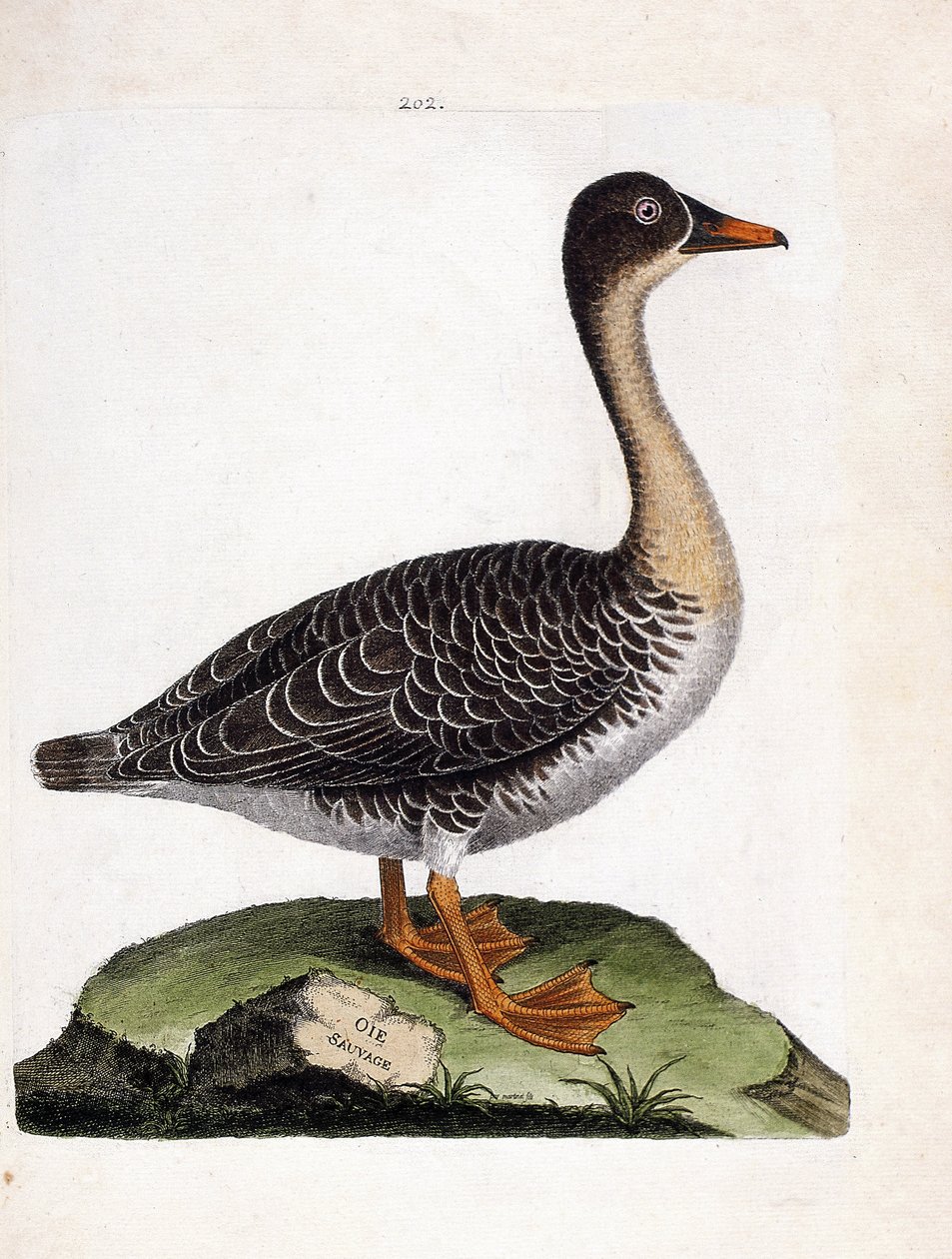 Zoologická mapa (ornitologie): husa divoká (husa sklizňová nebo anser fabalis). Ilustrace v „Dějiny ptáků, malované v jejich vzhledu a citlivých aspektech“ od Francoise Nicolase Martineta (1731-1800). Soukromá sbírka. od Francois Nicolas Martinet