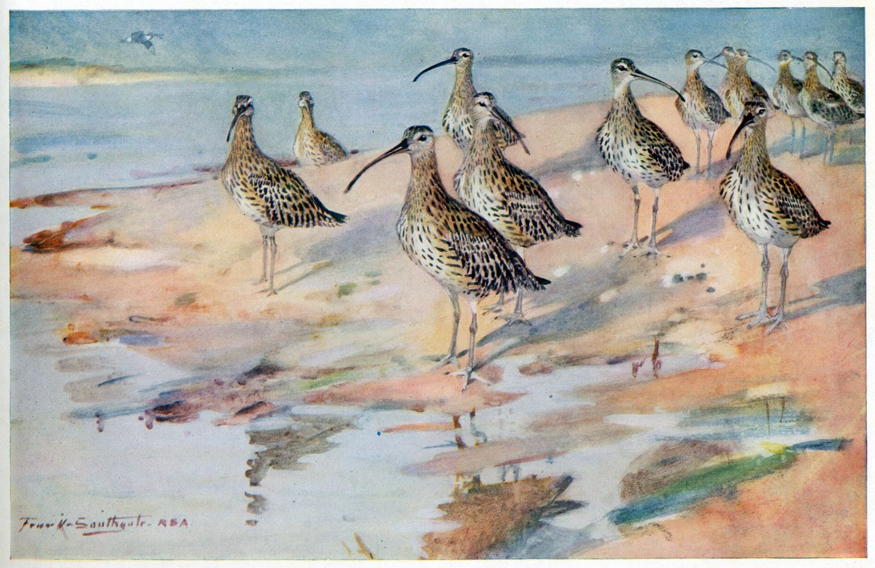 Curlew na Blakeney Point, ilustrace z 