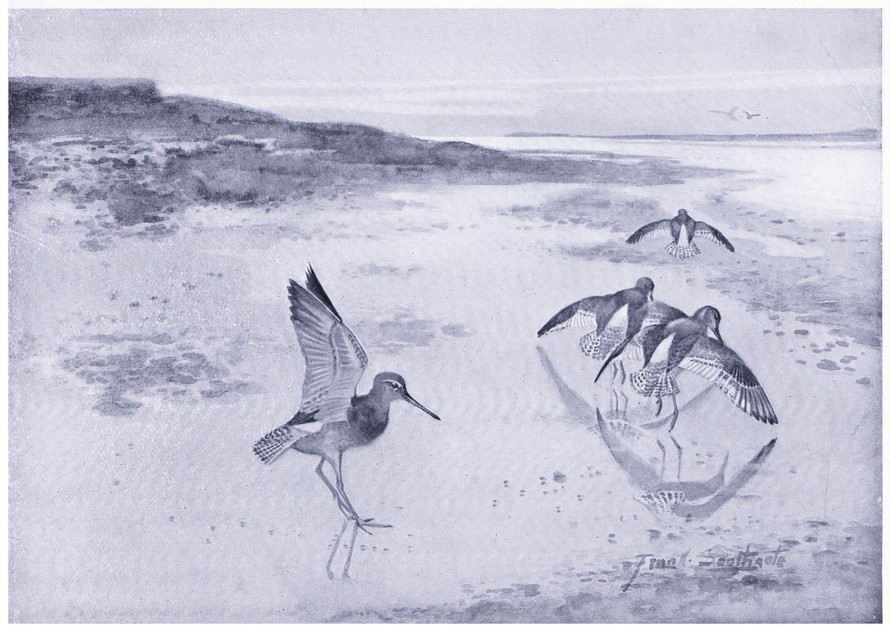 Opatrný Redshank od Frank Southgate