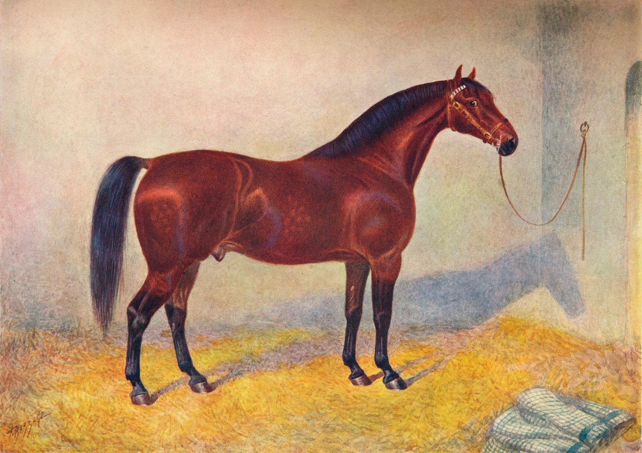 Cleveland Bay hřebec Sultan, c1902 c1910 od Frank Babbage