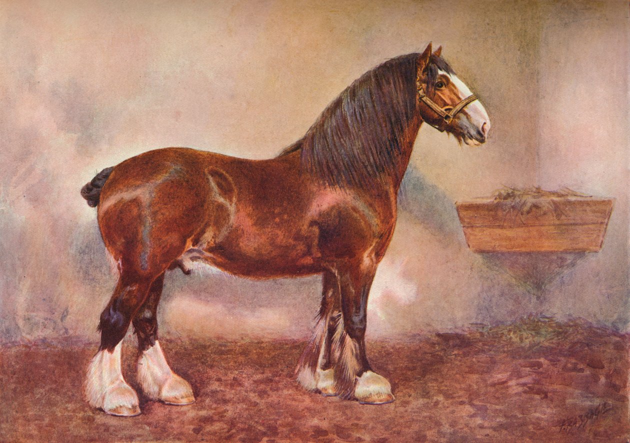 Clydesdale hřebec Prince of Albion, c1900 c1910 od Frank Babbage