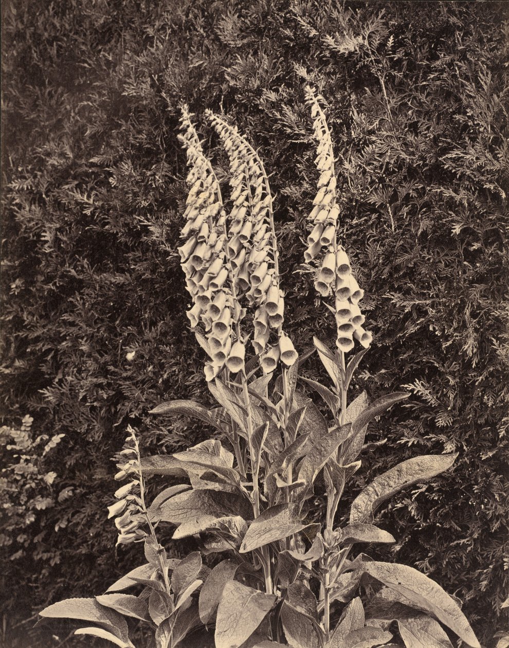 Foxgloves,c. 1860 (foto) od Frank Mason Good