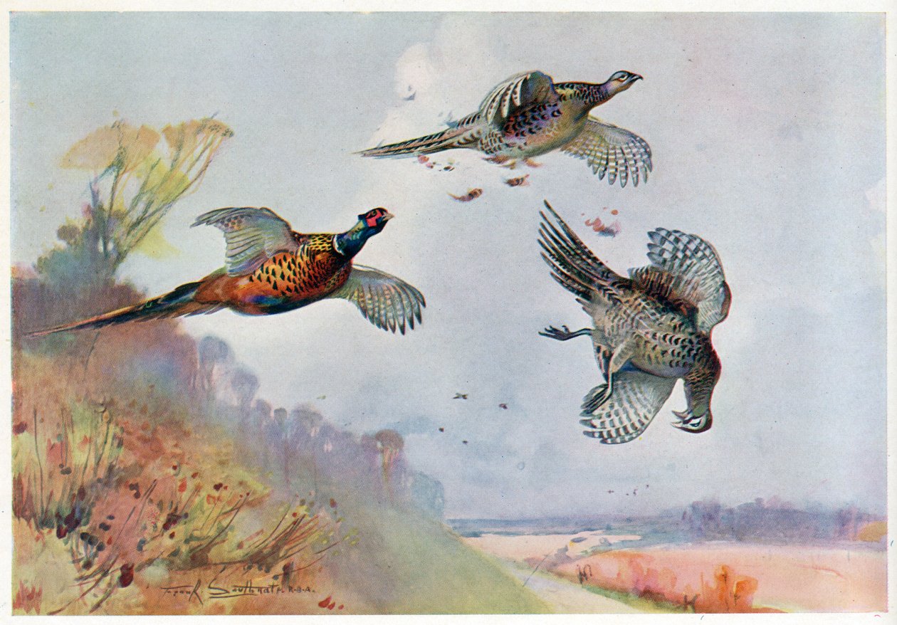 High Bažanti, ilustrace z 
