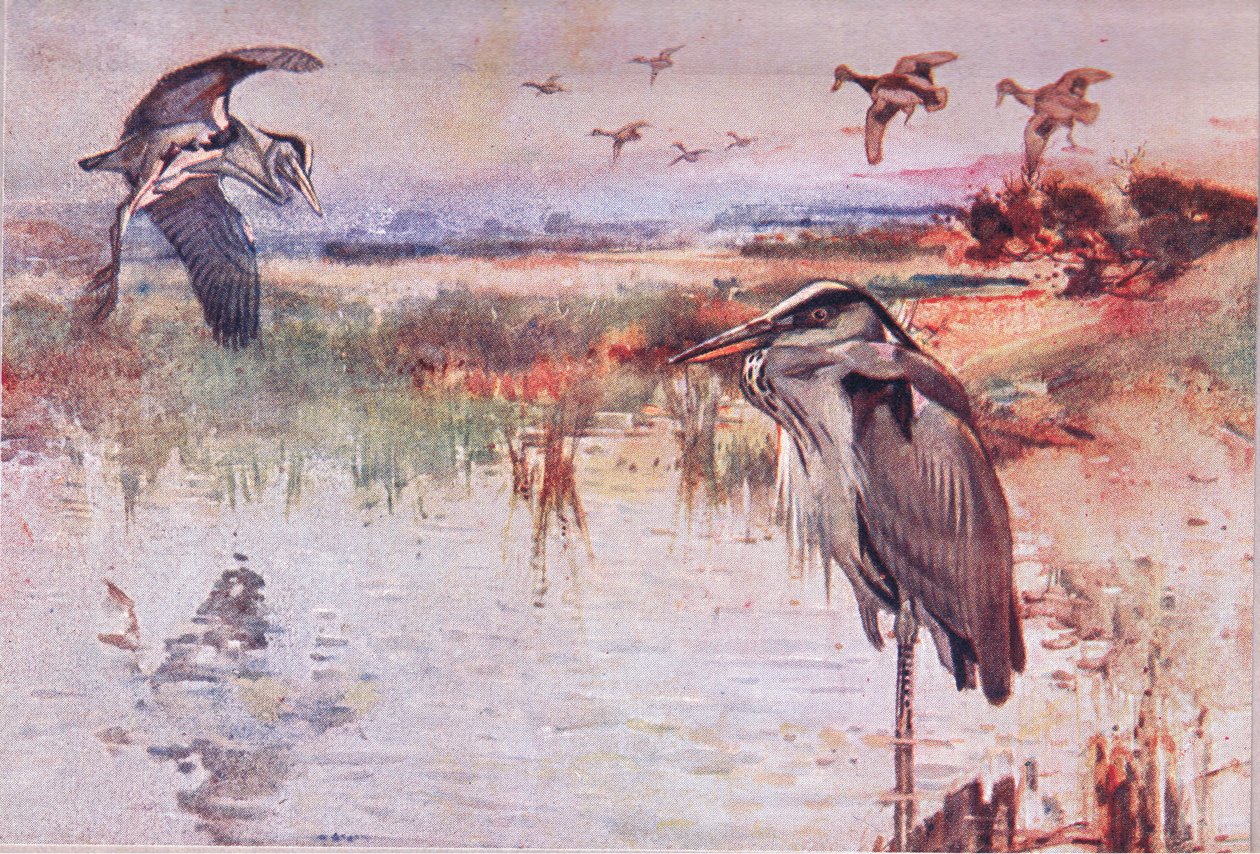 Volavka, ilustrace z Wild Nature & Country Life vydané nakladatelstvím Hodder & Stoughton, c.1910 od Frank Southgate