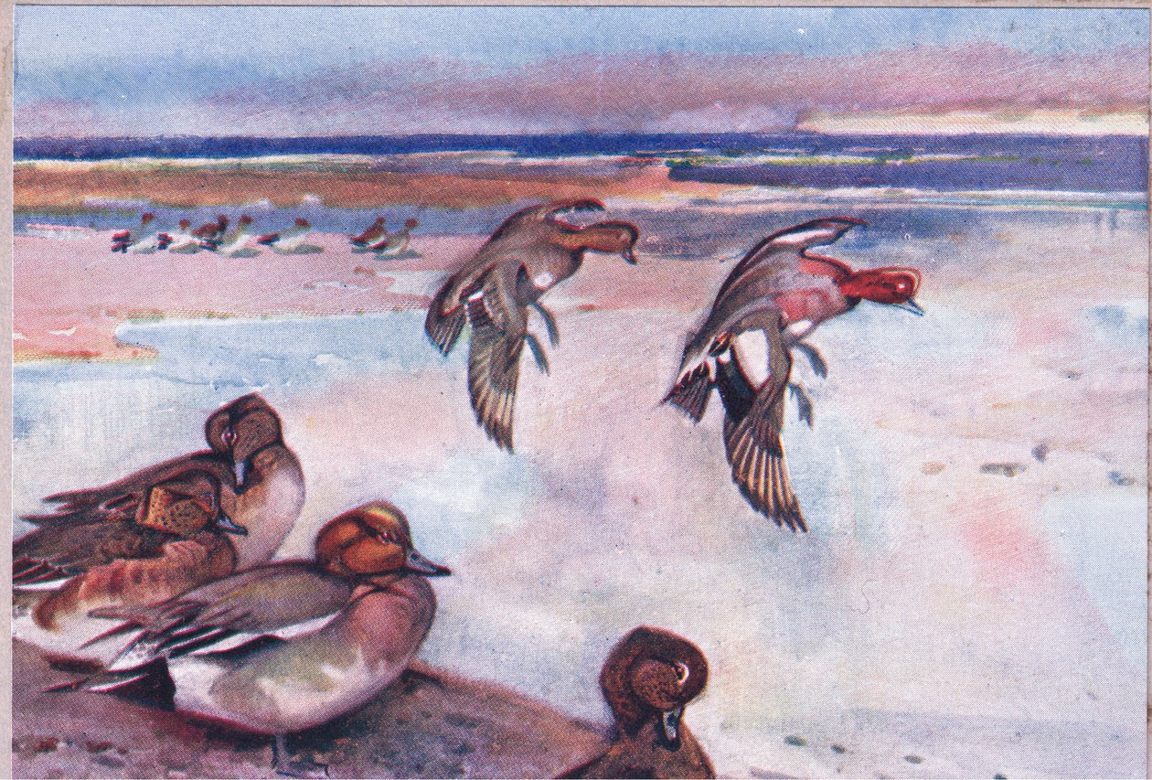 Widgeons, ilustrace z Wild Nature & Country Life vydané nakladatelstvím Hodder & Stoughton, c.1910 od Frank Southgate