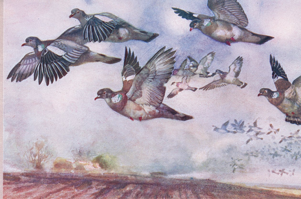 Holubi hřivnáči v letu, ilustrace z Wild Nature & Country Life vydané nakladatelstvím Hodder & Stoughton, kolem roku 1910 od Frank Southgate