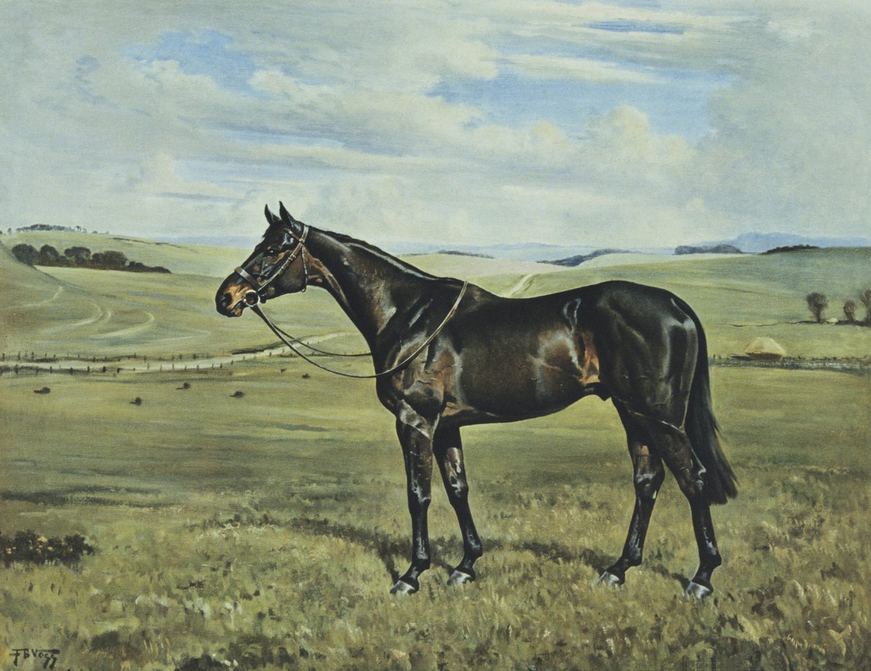"Drimore Lad od Franklin Brooke Voss