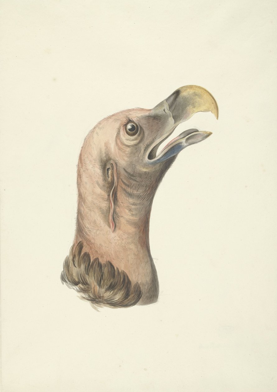 Hlava supa ušatého (Otogyps auricularis Daud) od François Levaillant (circle of)
