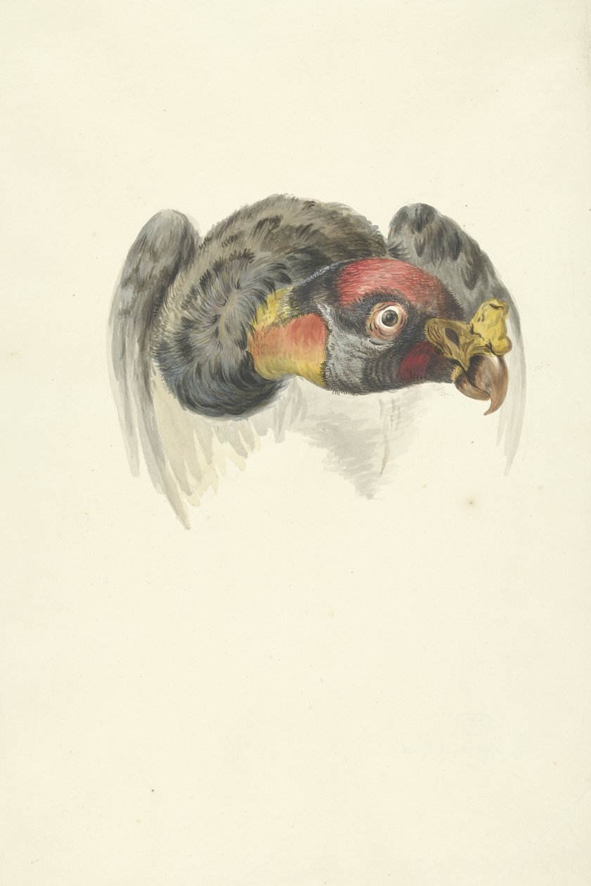Hlava supa královského (Sarcoramphus papa) od François Levaillant (circle of)