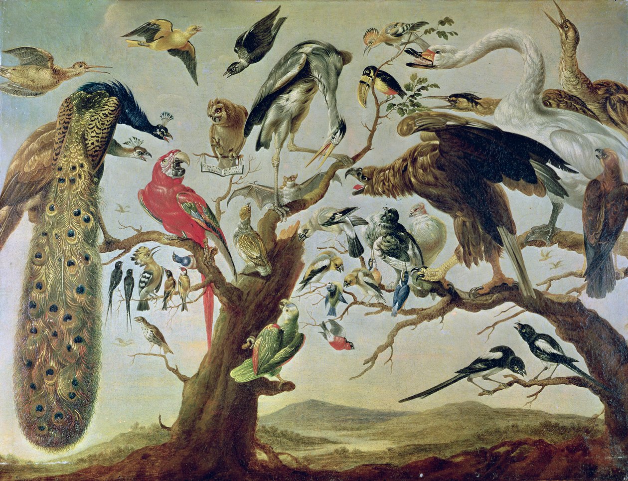 Ptačí koncert od Frans Snyders or Snijders
