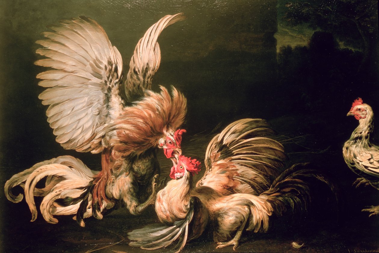 Bojové kohouty od Frans Snyders or Snijders