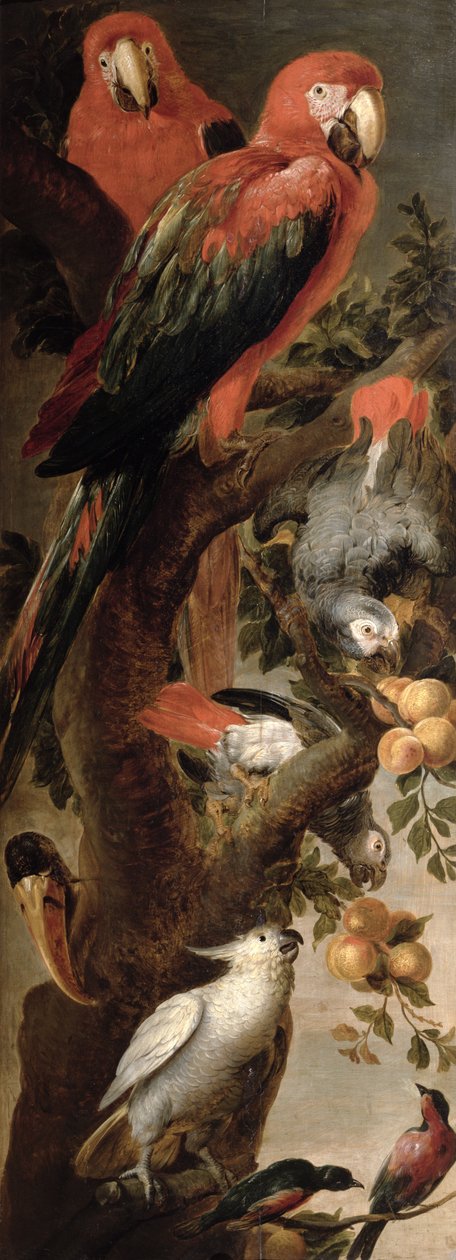 Arové a papoušci od Frans Snyders or Snijders