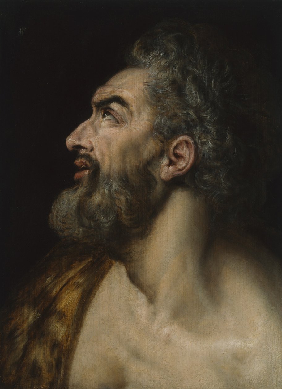 Studijní hlava vousatého muže, cca 1565 (olej na panelu) od Frans Floris
