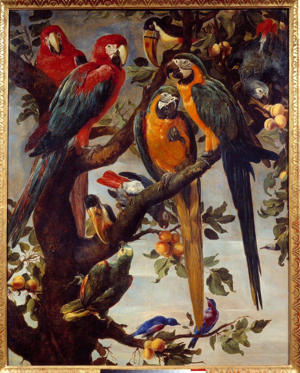 Papoušci a jiní ptáci Obraz Franse Snyderse (1579-1657) 17. století Sun. 1,22x0,98 m Grenoble, Musee des Beaux Arts od Frans Snyders